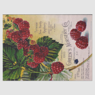 Papier Mousseline Catalogue Vintage des pépinières de framboises