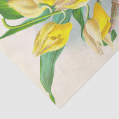 Papier Mousseline Catasetum Macrocaprum (orchidée) par Jean Linden (Détail)