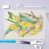 Papier Mousseline Catasetum Macrocaprum (orchidée) par Jean Linden (Artisanat)