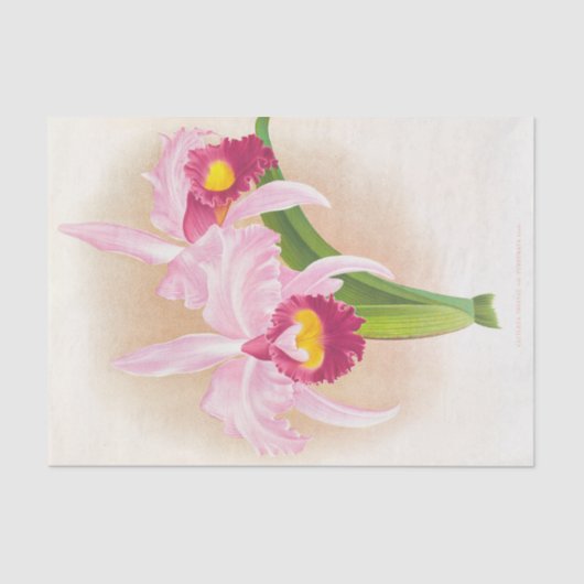Papier Mousseline Cattleya Trianae Var Purpurata (Orchidée) par Lind (Recto)