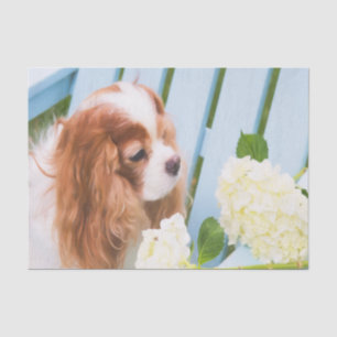 Papier Mousseline Cavalier Le Roi Charles Spaniel Avec Hydrangeas