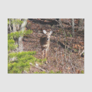Papier Mousseline Cerf adorable dans les bois Photographie de la nat
