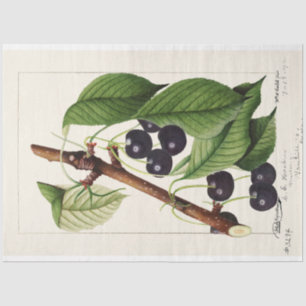 Papier Mousseline Cerises vintages par William Henry Prestele