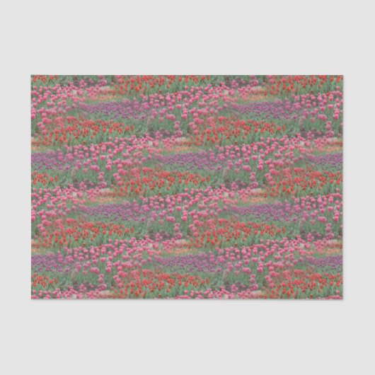 Papier Mousseline Champ De Tulipes (Recto)