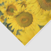 Papier Mousseline Champ jaune de tournesols photo (Détail)