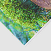 Papier Mousseline Champignon de moril vert nature herbe (Détail)