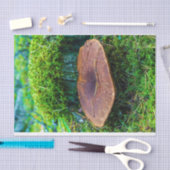 Papier Mousseline Champignon de moril vert nature herbe (Artisanat)