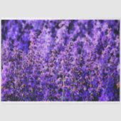 Papier Mousseline Champs de lavande d'art très violet (Recto)