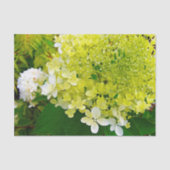 Papier Mousseline Chartreuse Green, Limelight Hydrangea, (Recto)