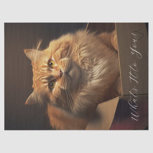 Papier Mousseline Chat Dans La Boîte À Chaussures - Chat Sarcastique (Recto)