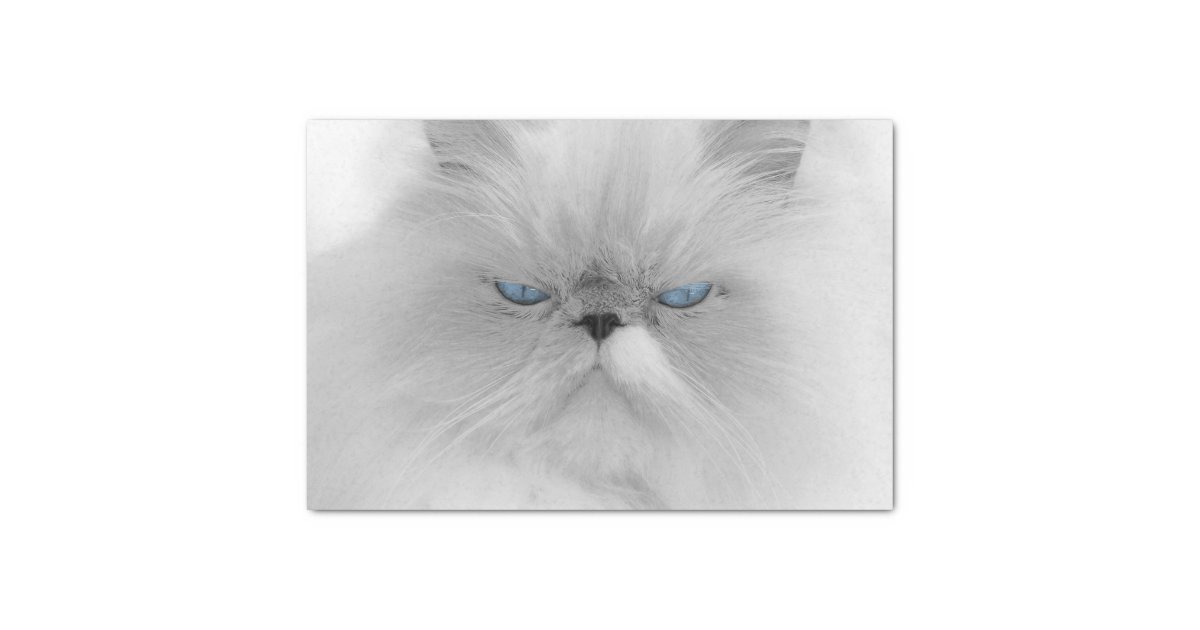 Papier Mousseline Chat Persan Grognon Zazzle Be