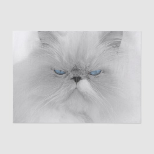 Papier Mousseline Chat persan grognon (Recto)