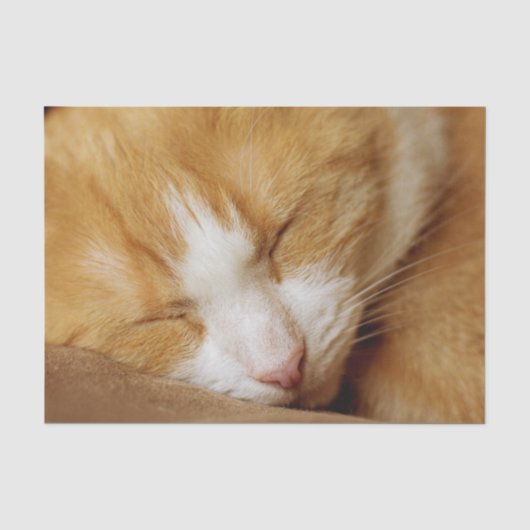 Papier Mousseline Chaton couchant (Recto)