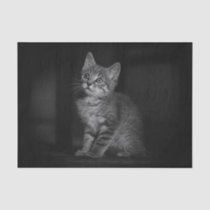 Papier Mousseline Chaton précieux