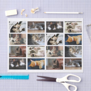 Papier Mousseline Chats mignons et chatons Modèle photo en blanc
