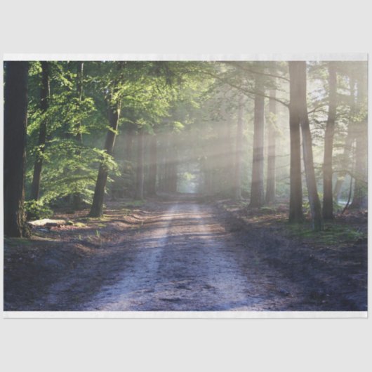 Papier Mousseline Chemin du paysage forestier 24 Feuillet de papier  (Recto)