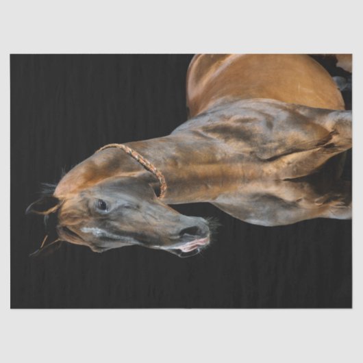 Papier Mousseline Cheval Akhal-Teke (Recto)