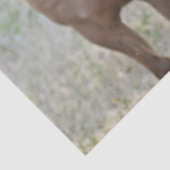 Papier Mousseline Cheval de couleur (Détail)