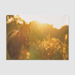 Papier Mousseline Cheval incroyablement époustouflant baigné de lumi