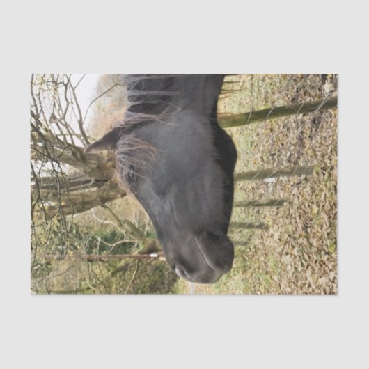 PAPIER MOUSSELINE CHEVAL NOIR (Recto)