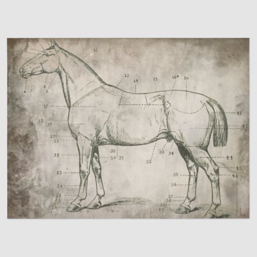 Papier Mousseline Cheval numéroté (Recto)