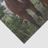 Papier Mousseline Cheveux Frisqués : De Bons Problèmes De Cheval, (Détail)