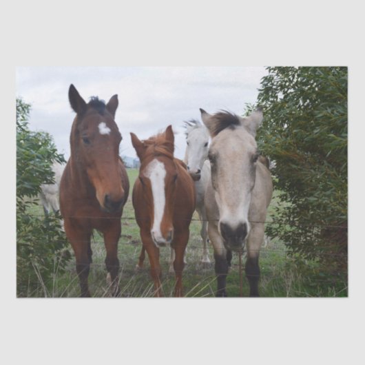 Papier Mousseline Cheveux Frisqués : De Bons Problèmes De Cheval, (Recto)