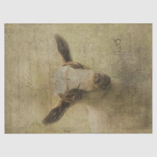 Papier Mousseline Chèvre bébé Socke (Recto)