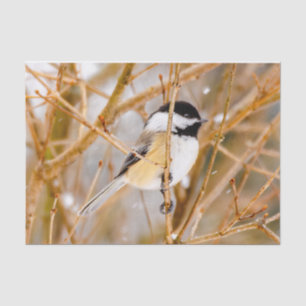 Papier Mousseline Chickadee au plafond noir - Photo originale