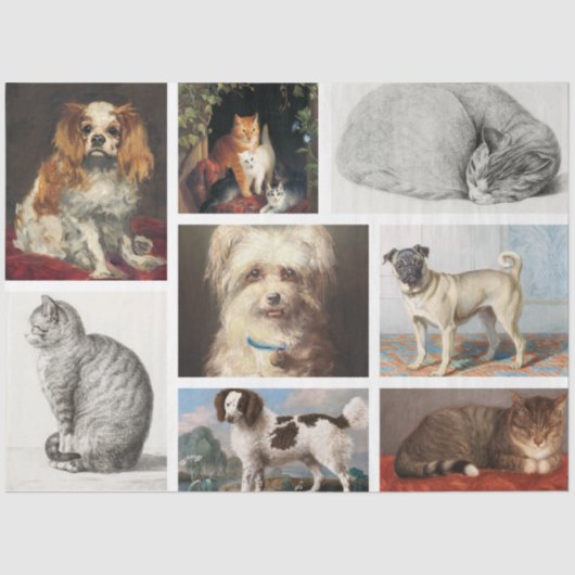Papier Mousseline Chien Chat Animaux 8 Portrait Photo Gardien de col (Recto)