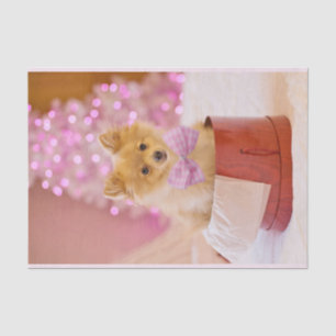 Papier Mousseline Chien mignon avec cou rose Photographie de Noël