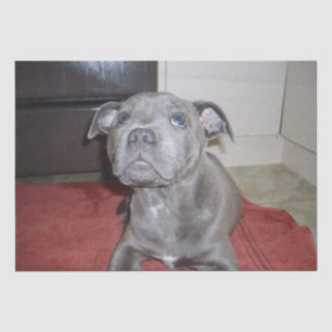 Papier Mousseline Chiot bleu Sooky Staffordshire Bull Terrier