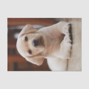 Papier Mousseline Chiot jaune de Labrador de bébé s'étendant sur le