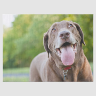 Papier Mousseline Chocolate Labrador Dog