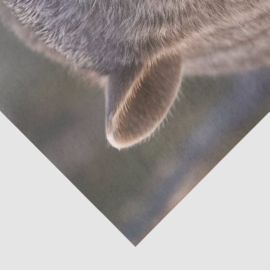 Papier Mousseline Chubby The Australian Wombat, (Détail)