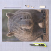 Papier Mousseline Chubby The Australian Wombat, (Artisanat)