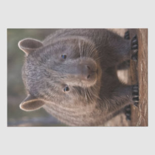 Papier Mousseline Chubby The Australian Wombat,