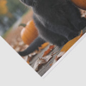 Papier Mousseline Chute Citrouille Sweet chaton noir découpage (Détail)