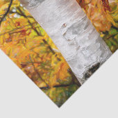 Papier Mousseline Chute Forêt Jaune Peint Feuille Birch Tree (Détail)