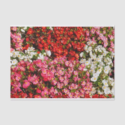 Papier Mousseline Cire colorée Begonias (Recto)