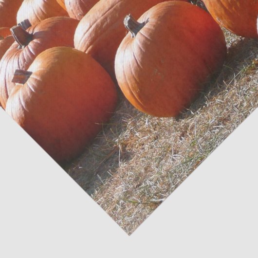 Papier Mousseline Citrouille Patch Automne Harvest Photographie (Détail)