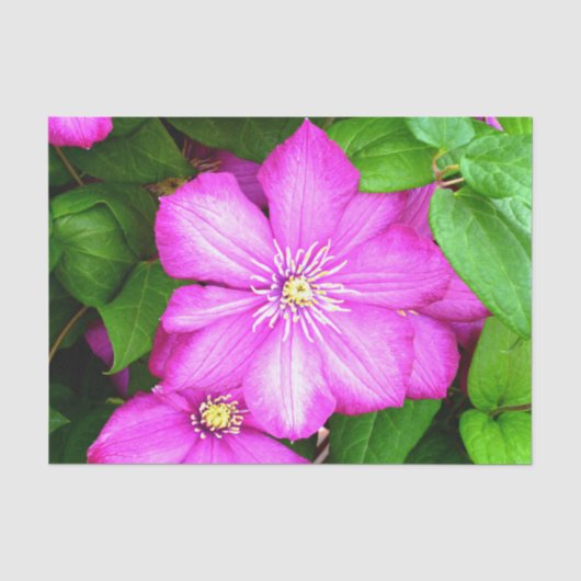 Papier Mousseline Clematis (Recto)