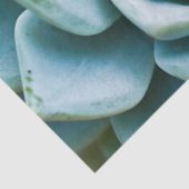 Papier Mousseline Closeup Succulent (Détail)