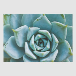 Papier Mousseline Closeup Succulent