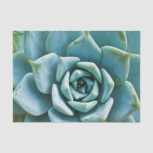 Papier Mousseline Closeup Succulent