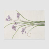 Papier Mousseline Clusterlily par Mary Vaux Walcott (Recto)