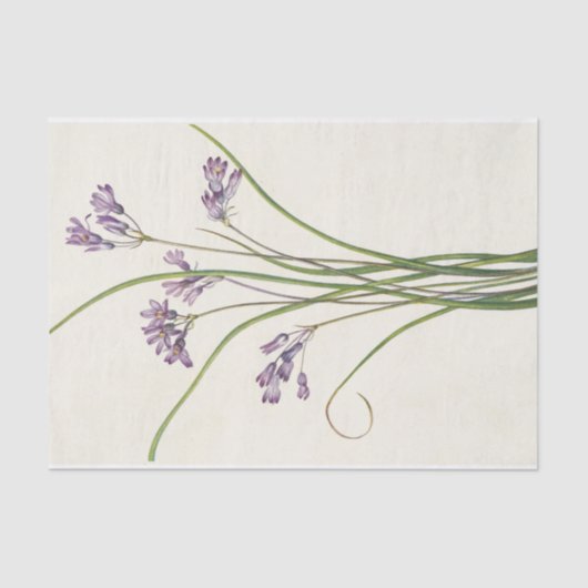 Papier Mousseline Clusterlily par Mary Vaux Walcott (Recto)