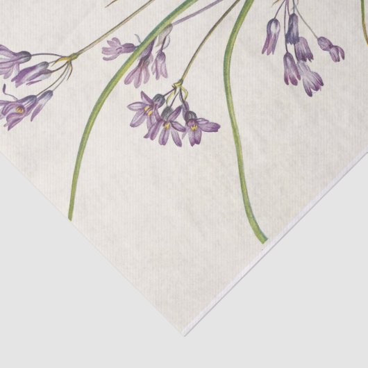 Papier Mousseline Clusterlily par Mary Vaux Walcott (Détail)