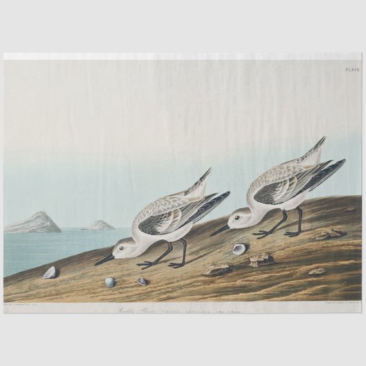 Papier Mousseline coastal audobon sanderling gulls tissue paper (Recto)