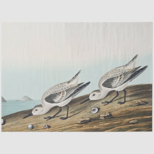 Papier Mousseline coastal audobon sanderling gulls tissue paper (Recto)